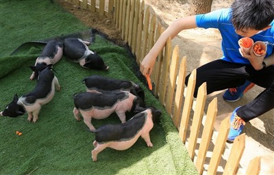 Co byste dělali, kdyby morče dostalo úpal